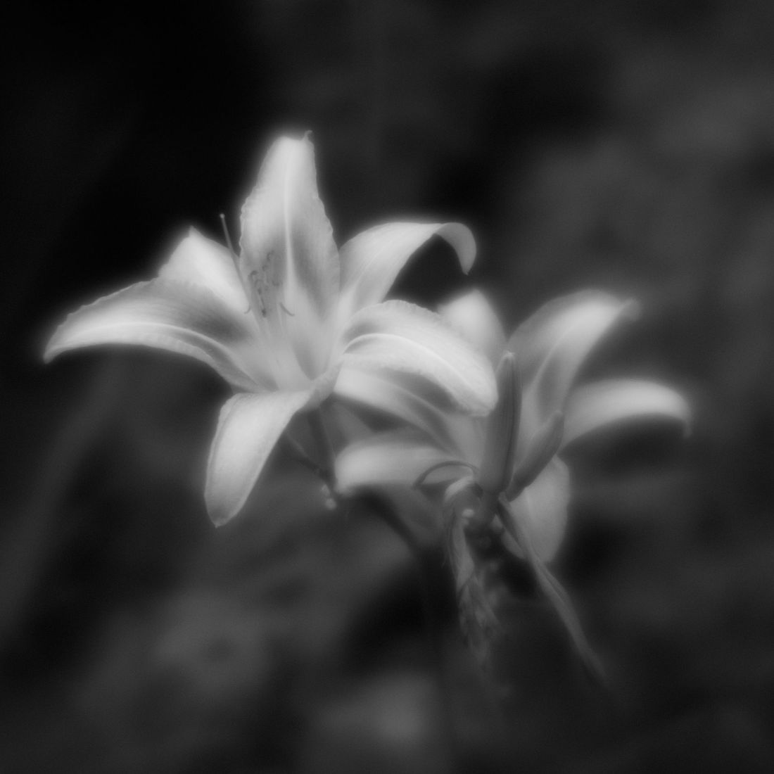 Hemerocállis,  Июль 2021, Single-lens